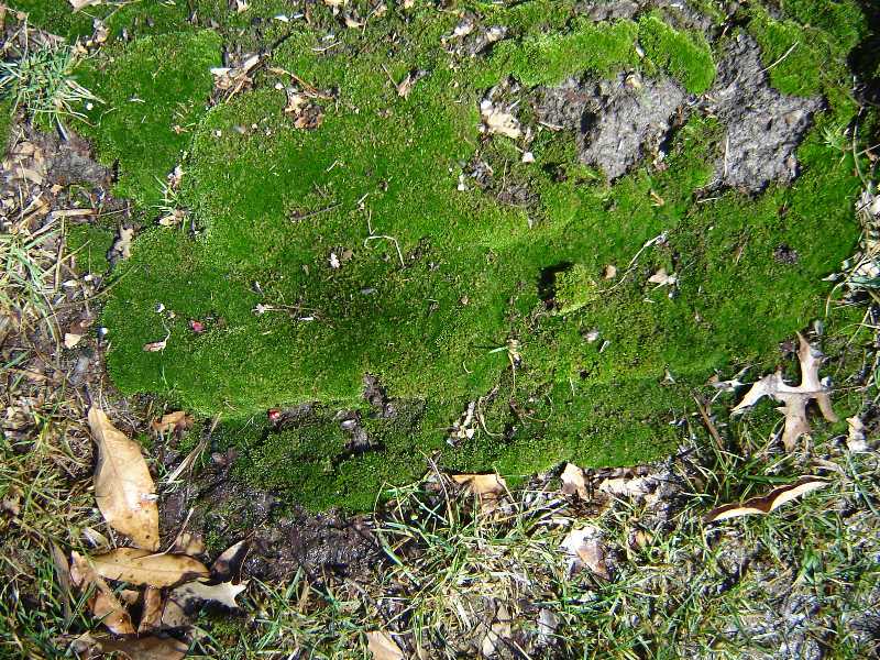 Moss in Lawns